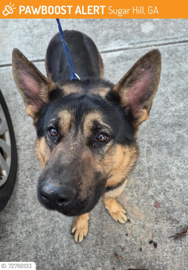 Found/Stray Male Dog last seen My yard, Sugar Hill, GA 30518