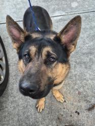 Found/Stray Male Dog last seen My yard, Sugar Hill, GA 30518