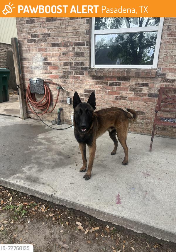 Found/Stray Male Dog last seen Cherrybroom , Pasadena, TX 77502