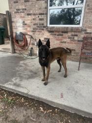Found/Stray Male Dog last seen Cherrybroom , Pasadena, TX 77502