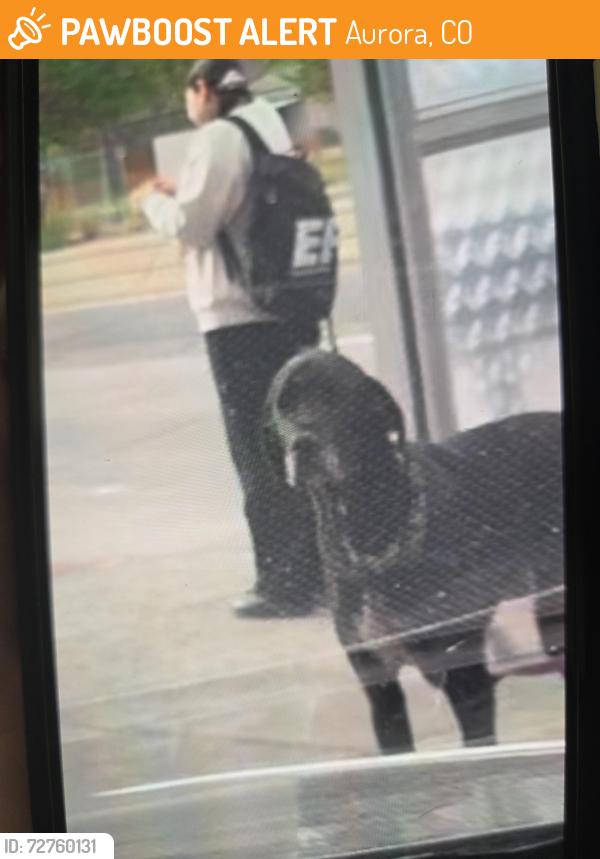 Found/Stray Unknown Dog last seen Near E Colfax Ave, Aurora, CO 80010, Aurora, CO 80010