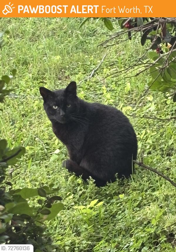 Found/Stray Unknown Cat last seen A church, Fort Worth, TX 76116