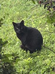 Found/Stray Unknown Cat last seen A church, Fort Worth, TX 76116