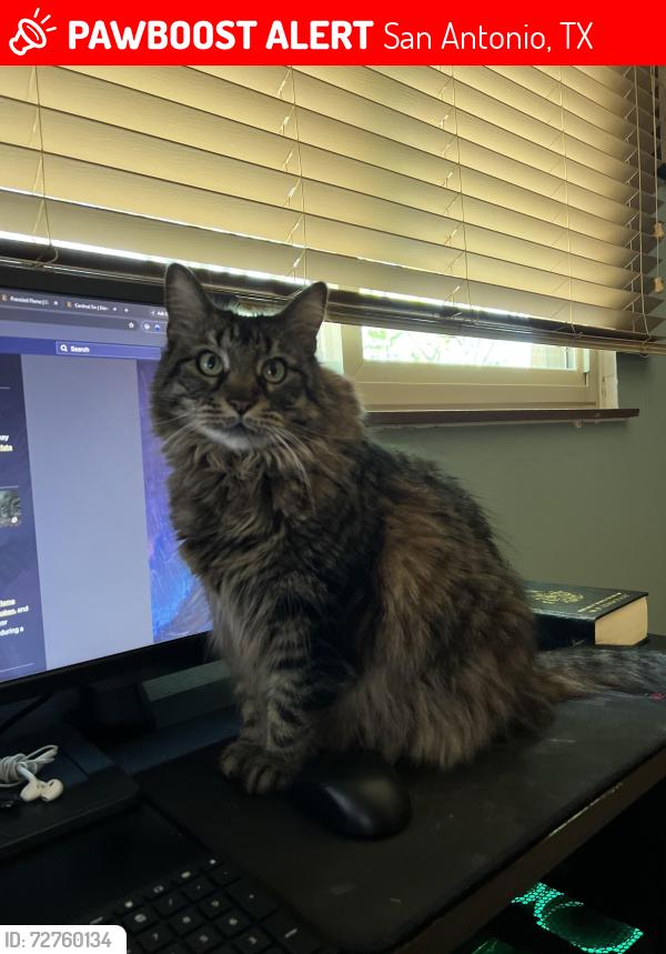 Lost Female Cat last seen McAllister Park, Blossom Park, Budding Blvd, San Antonio, TX 78247