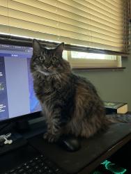 Lost Female Cat last seen McAllister Park, Blossom Park, Budding Blvd, San Antonio, TX 78247