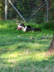 Found/Stray Unknown Dog last seen Corner of Oak Thicket and Hazy Hollow in Scenic Oaks off IH10, San Antonio, TX 78255