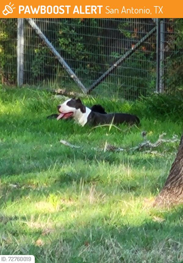 Found/Stray Unknown Dog last seen Corner of Oak Thicket and Hazy Hollow in Scenic Oaks off IH10, San Antonio, TX 78255