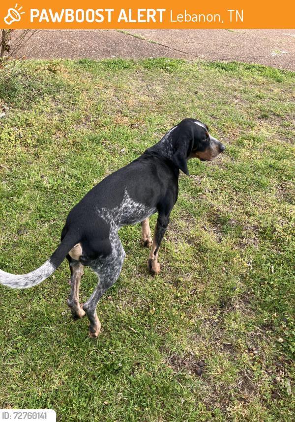 Found/Stray Male Dog last seen Horn Springs Rd, Lebanon, TN 37087
