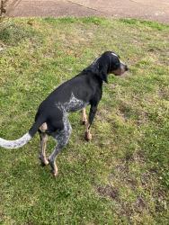 Found/Stray Male Dog last seen Horn Springs Rd, Lebanon, TN 37087