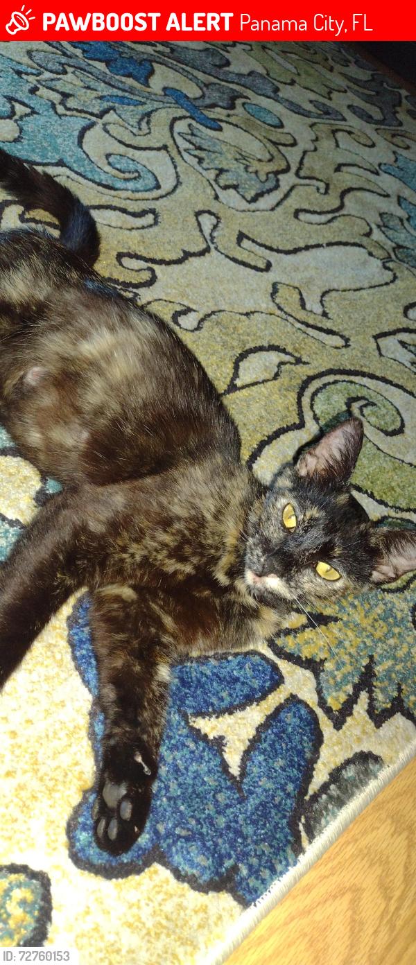Lost Female Cat last seen Sun Bay s Tyndall Parkway Panama City Florida , Panama City, FL 32404