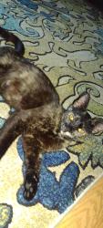 Lost Female Cat last seen Sun Bay s Tyndall Parkway Panama City Florida , Panama City, FL 32404