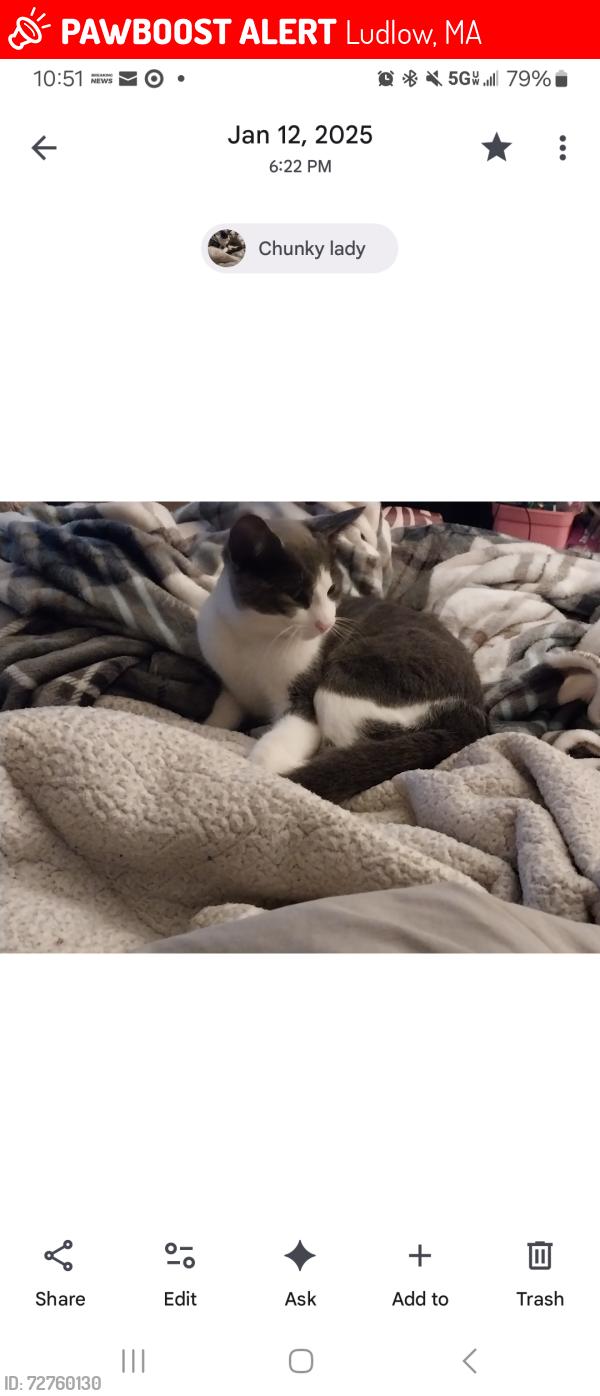 Lost Female Cat last seen Harlan and East St, Ludlow, MA 01056
