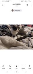 Lost Female Cat last seen Harlan and East St, Ludlow, MA 01056