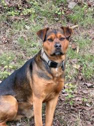 Found/Stray Male Dog last seen I-85 and exit 91, Lexington, NC 27292