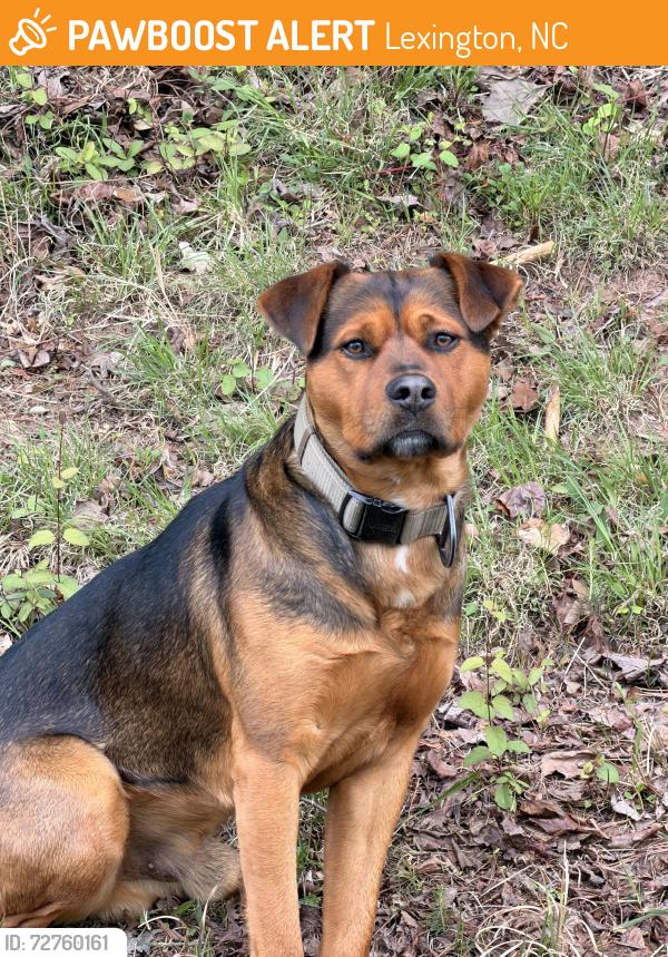Found/Stray Male Dog last seen I-85 and exit 91, Lexington, NC 27292