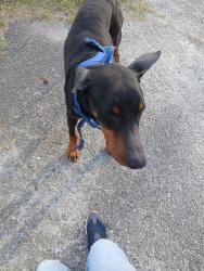 Found/Stray Male Dog last seen Veil and tryson, High Point, NC 27260