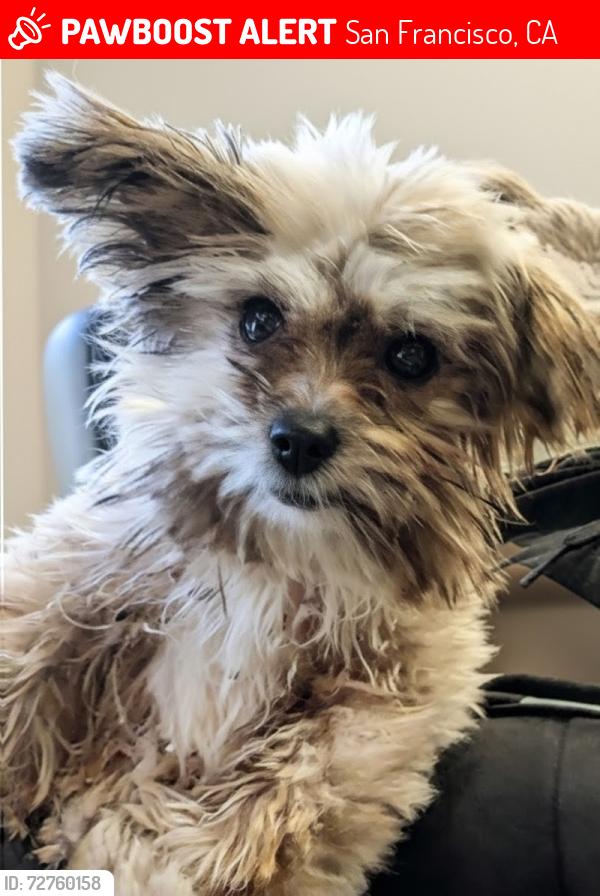 Lost Male Dog last seen 20th St & Mission St. SF CA , San Francisco, CA 94110