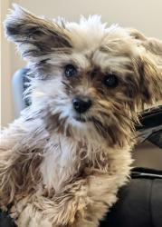 Lost Male Dog last seen 20th St & Mission St. SF CA , San Francisco, CA 94110
