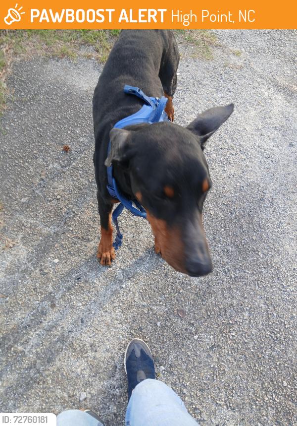 Found/Stray Male Dog last seen Veil and tryson, High Point, NC 27260