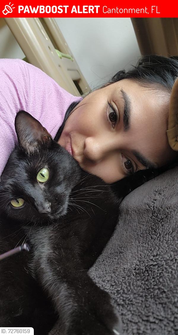 Lost Female Cat last seen Jacobs way   neighborhood, Cantonment, FL 32533
