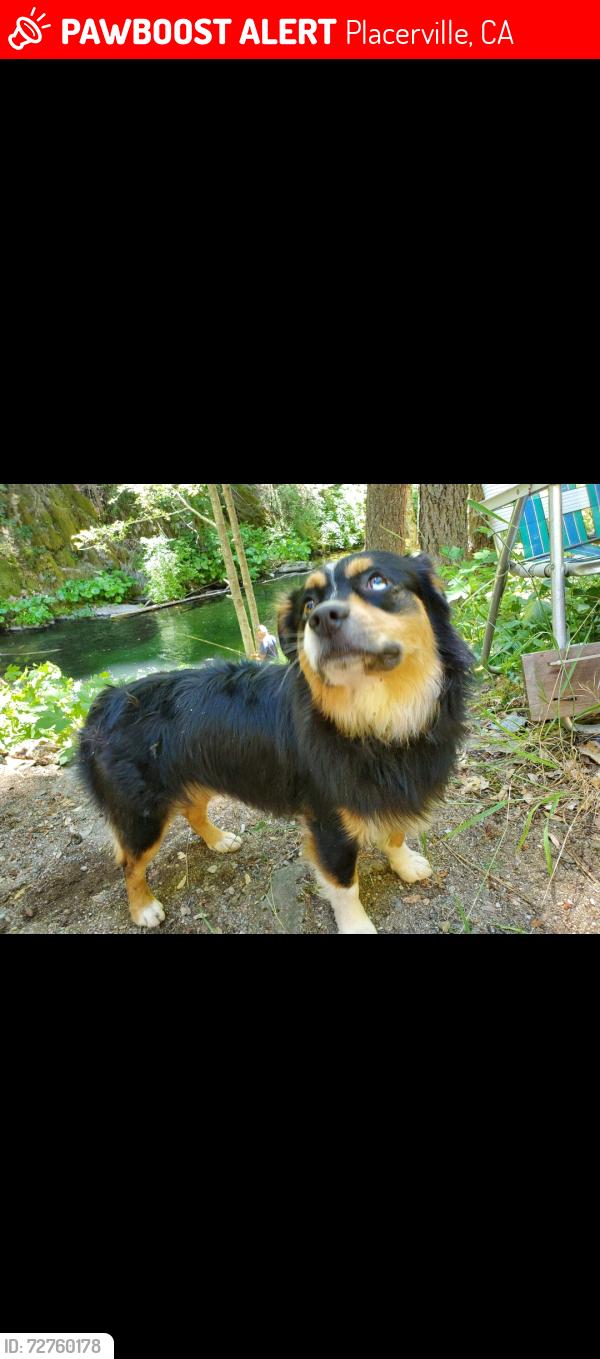Lost Male Dog last seen Parkway and Newtown rd, Placerville, CA 95667