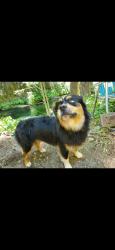 Lost Male Dog last seen Parkway and Newtown rd, Placerville, CA 95667