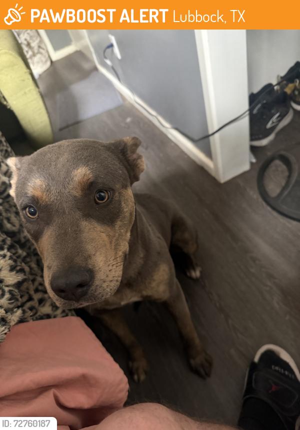Found/Stray Female Dog last seen Coronado high school, Lubbock, TX 79410