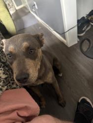 Found/Stray Female Dog last seen Coronado high school, Lubbock, TX 79410