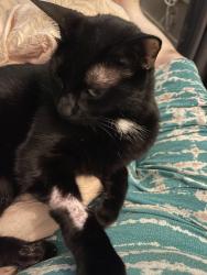 Lost Male Cat last seen Near Porch at D Pre and Whispering Hollow neighborhoods in Buda, Buda, TX 78610