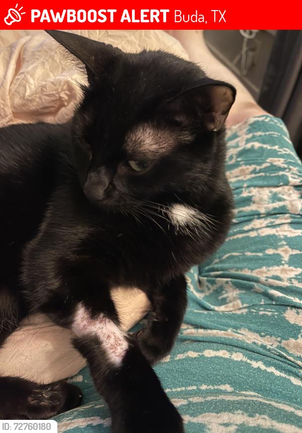 Lost Male Cat last seen Near Porch at D Pre and Whispering Hollow neighborhoods in Buda, Buda, TX 78610