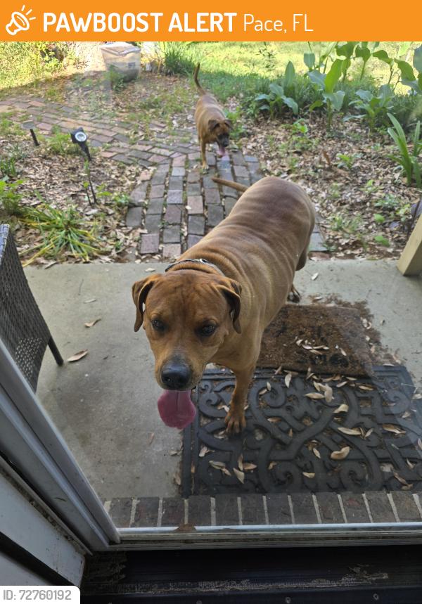 Found/Stray Unknown Dog last seen Dean Dr, Pace, FL 32571
