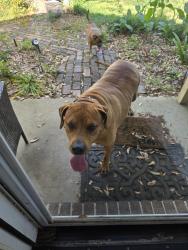 Found/Stray Unknown Dog last seen Dean Dr, Pace, FL 32571