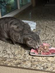 Found/Stray Unknown Cat last seen University Circle and Rancho Palmeras, Rancho Mirage, CA 92270