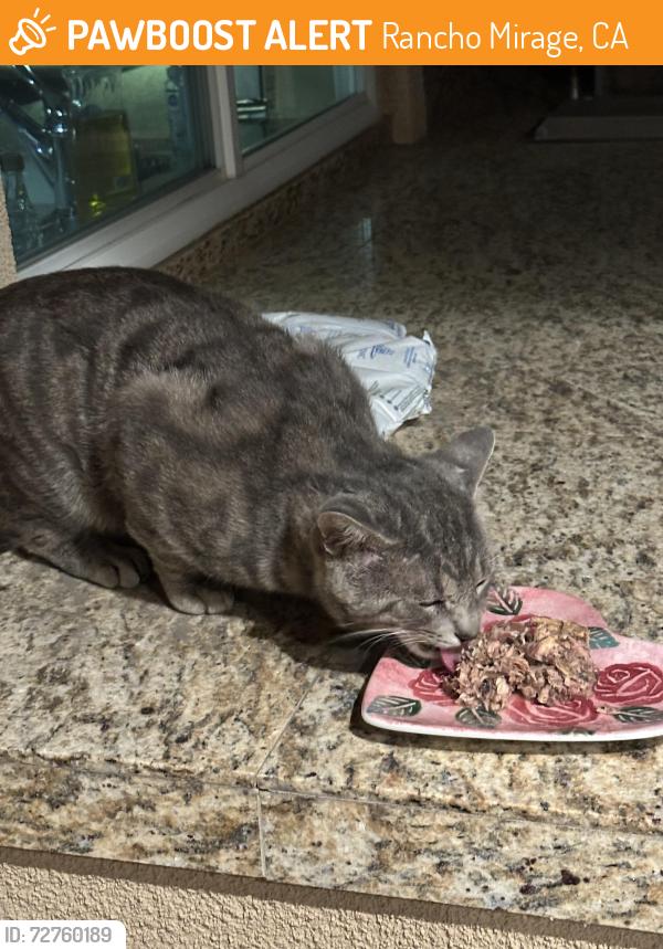 Found/Stray Unknown Cat last seen University Circle and Rancho Palmeras, Rancho Mirage, CA 92270