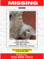 Lost Male Cat last seen Meats road and north orange olive , Orange, CA 92865