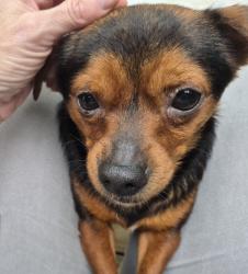 Found/Stray Male Dog last seen Pine Trail Shores , Flint, TX 75762