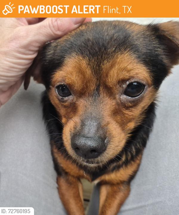 Found/Stray Male Dog last seen Pine Trail Shores , Flint, TX 75762