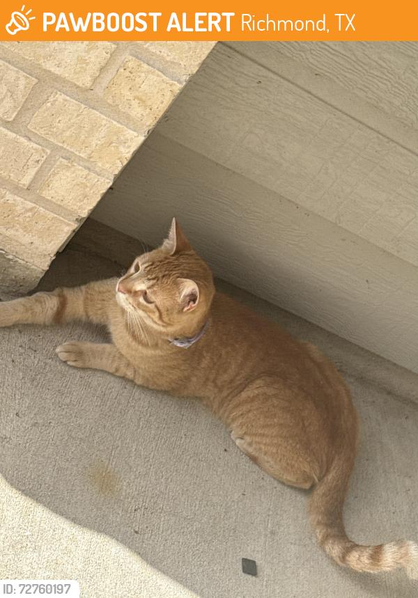Found/Stray Female Cat last seen S Peek Rd, Richmond, TX 77407