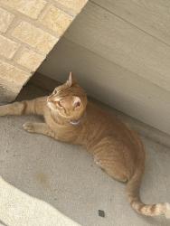 Found/Stray Female Cat last seen S Peek Rd, Richmond, TX 77407