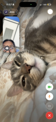 Lost Male Cat last seen Redwood City CA , Redwood City, CA 94063