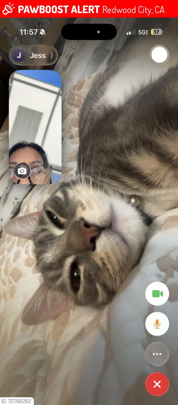 Lost Male Cat last seen Redwood City CA , Redwood City, CA 94063