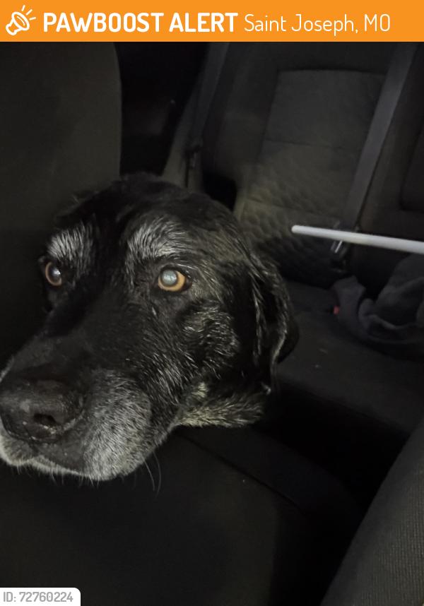 Found/Stray Male Dog last seen Lake Avenue and Alabama, Saint Joseph, MO 64504