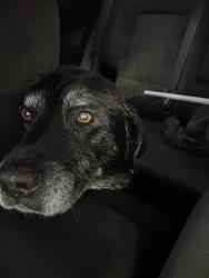 Found/Stray Male Dog last seen Lake Avenue and Alabama, Saint Joseph, MO 64504
