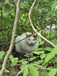 Found/Stray Unknown Cat last seen Stacy Rd., Charlestown, IN 47111