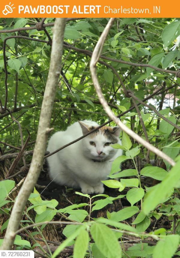 Found/Stray Unknown Cat last seen Stacy Rd., Charlestown, IN 47111