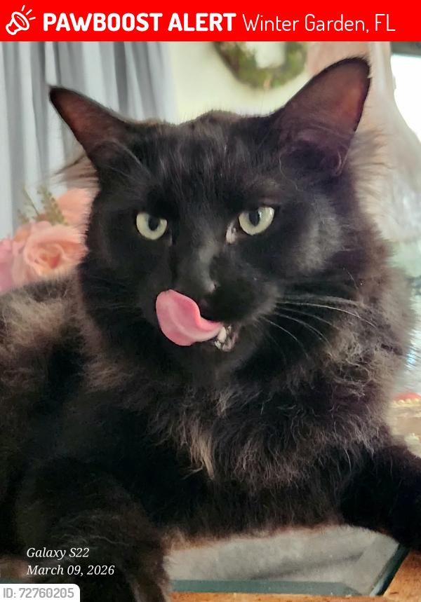 Lost Male Cat last seen Evergreen apmts, 678 W Bay St, Winter Garden, FL 34787