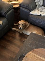 Found/Stray Male Dog last seen Gibson circle, Sevier County, TN 37876