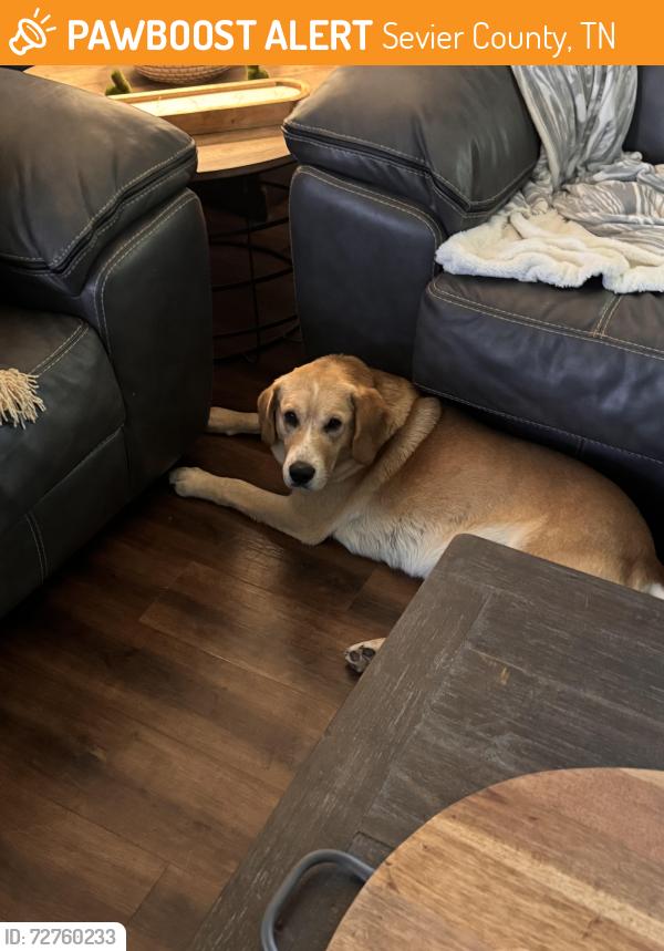 Found/Stray Male Dog last seen Gibson circle, Sevier County, TN 37876
