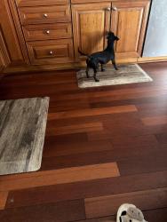 Found/Stray Male Dog last seen At my hse, Middle River, MD 21220