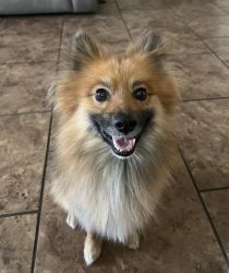 Lost Male Dog last seen Maple, Odessa, TX 79762